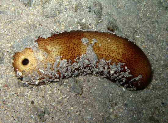  Bohadschia vitiensis (Reticulated Sea Cucumber, Brown Sandfish)